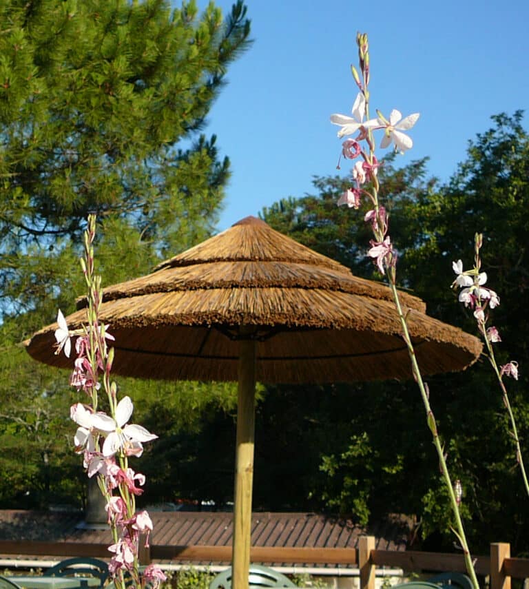 parasol exotique palapa en roseau naturel